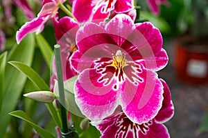 Close-up of Beautiful Pink Orchids in Full Bloom, Tropical Floral Background