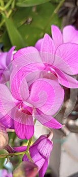 close-up of beautiful pink orchids in the morning