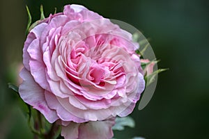 Close-up of beautiful, pink Paeonia lactiflora, peonia photo