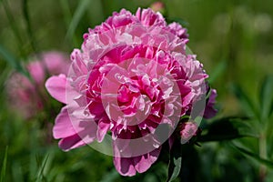 Close up of a beautiful pink peony flower