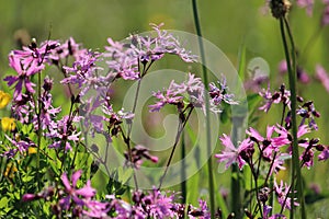 Lychnis flos-cuculi, Ragged robin flowers photo