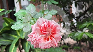 Close up of beautiful pink rose flower in the breeze