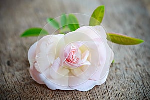 Close up beautiful pink rose on old wooden