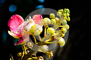 Close up Beautiful Pink Shorea robusta flowers in a spring season at a botanical garden.