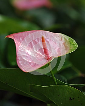 Close up of beautiful pink spadix flower