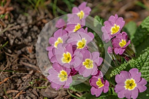 Close-up of beautiful pink spring Common Primrose Primula acaulis or primula vulgaris flowers
