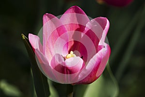 Close-up of a beautiful pink tulip details outside in nature