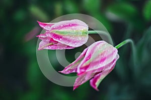 Close-up of beautiful pink tulips with water drops with blurred green background, spring wallpaper, tulips field, springtime