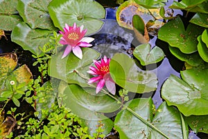 Close up of beautiful pink Water lilies on pond, KeriKeri, New Zealand.