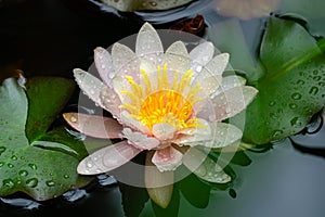 Close-up of beautiful pink water lily or lotus flower Marliacea Rosea in the pond. Natural beauty of water lily after rain