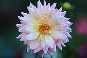 Close up beautiful pink yellow Dahlia flower with Dew on nature background in garden,Focus Single flower,Delicate beauty of close-