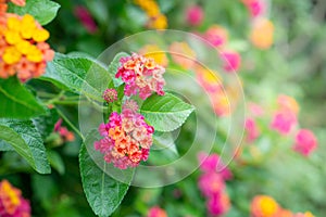 Close up beautiful pink and yellow Lantana camara flower blooming in a garden