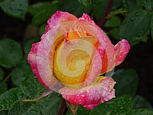Close-up of a beautiful pink-yellow rose with water drops