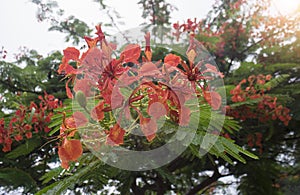 Close up Beautiful poinciana ,peacock flower, Gulmohar flower and water drop of rain with blur background,filtered image