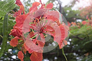 close up Beautiful poinciana ,peacock flower, Gulmohar flower and water drop of rain with blur background,filtered image