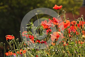 Close up of beautiful poppies and other wild flowers. Buds and flowers of spring. Natural green vegetation in the background