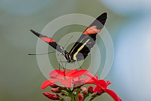 Close-up of a beautiful Postman butterfly (Heliconius melpomene) perched atop a vibrant red flower