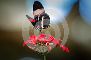 Close-up of a beautiful Postman butterfly (Heliconius melpomene) perched atop a vibrant red flower