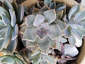 Close up of a beautiful potted rose succulent