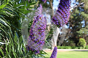 Close up of beautiful Pride of Madeira flowers on a sunny summer day