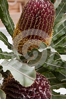 Close up of beautiful proteus flowers in vase