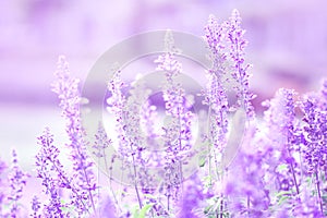 close up beautiful purple blue flower in garden , Sage plant (lat. Salvia Officinalis)