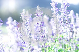 close up beautiful purple blue flower in garden , Sage plant (lat. Salvia Officinalis)