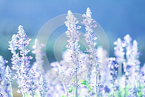 close up beautiful purple blue flower in garden , Sage plant (lat. Salvia Officinalis)