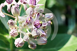 Close Up Beautiful Purple Calotropis Flowers is a genus of flowering plants in the dogbane family