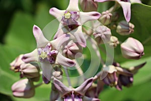 Close Up of Beautiful Purple Calotropis Flowers is a genus of flowering plants in the dogbane family