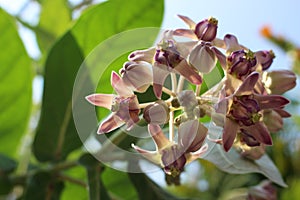 Close up Beautiful Purple Calotropis Flowers on green leaf background is a genus of flowering plants