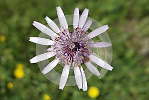 Close up of beautiful purple flower on blurred background