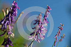 Close up of beautiful purple flower of Fumaria officinals