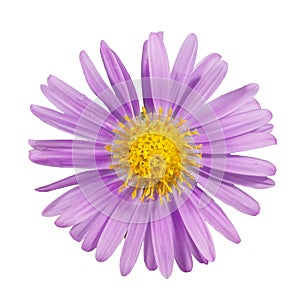 Close-up beautiful purple flower isolated on white background