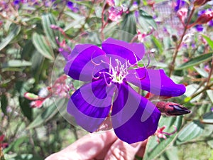 Close-up of beautiful purple lasiandra (princess flower) flowers in the garden