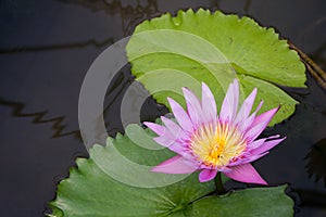 Close up beautiful purple lotus blooming in pond