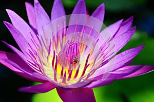 Close up beautiful purple lotus flower.