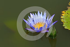 Close up Beautiful purple lotus Water Lily.