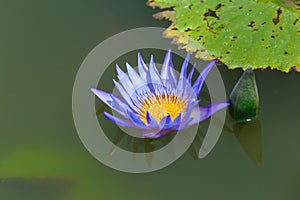 Close up Beautiful purple lotus Water Lily flower on the water.