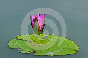 Close up Beautiful purple lotus Water Lily flower on the water.