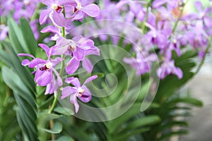 Close up of beautiful purple orchid flowers is blooming in the garden