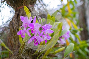 Close-up Of beautiful purple orchids are blooming in the garden