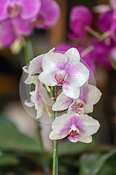 Close up beautiful purple Phalaenopsis orchids or moth orchid background.