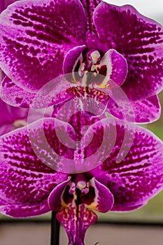 Close up of beautiful purple and pink orchid