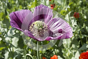 Close up of a beautiful purple poppy