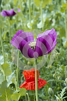 Close up of a beautiful purple poppy