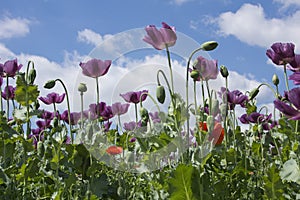 Close up of a beautiful purple poppy field with a blue sky with clouds in Hungary