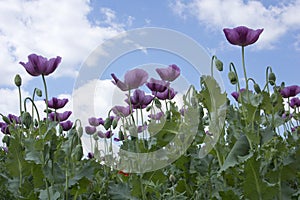 Close.up of a beautiful purple poppy field with a blue sky with clouds in Hungary