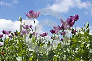 Close.up of a beautiful purple poppy field with a blue sky with clouds in Hungary