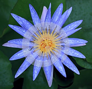 Close up of beautiful purple water lilly lotus with fresh water